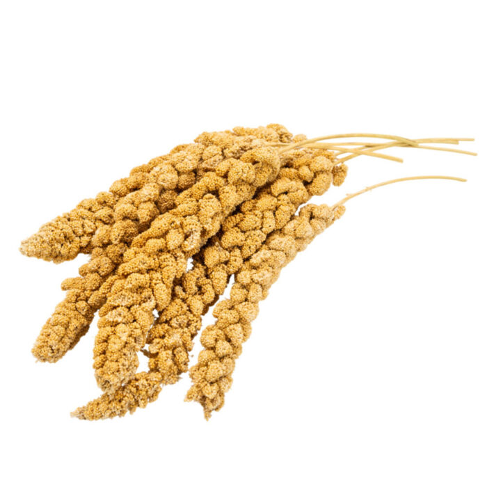Amazed Mealworms Millet Spray for Birds - 100% Natural Sun-Dried Millet Grain for Birds for Parakeet, Budgies, Finches, Cockatiels, Parrots, Lovebird, Hamster, Non-GMO Bird Treat - Image 2